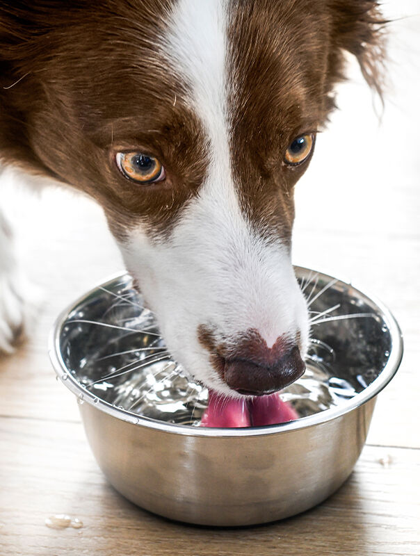 dog drinking water dog drinking water